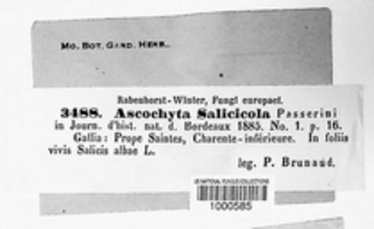 Aplosporella salicicola image